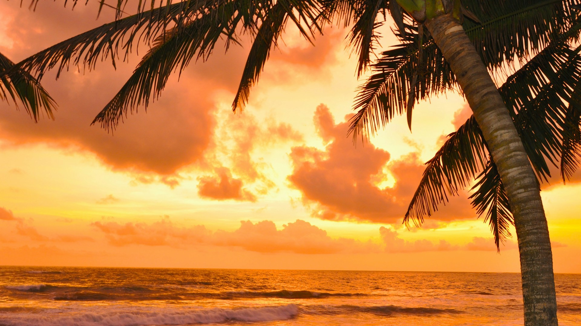 Palmboom met zonsondergang