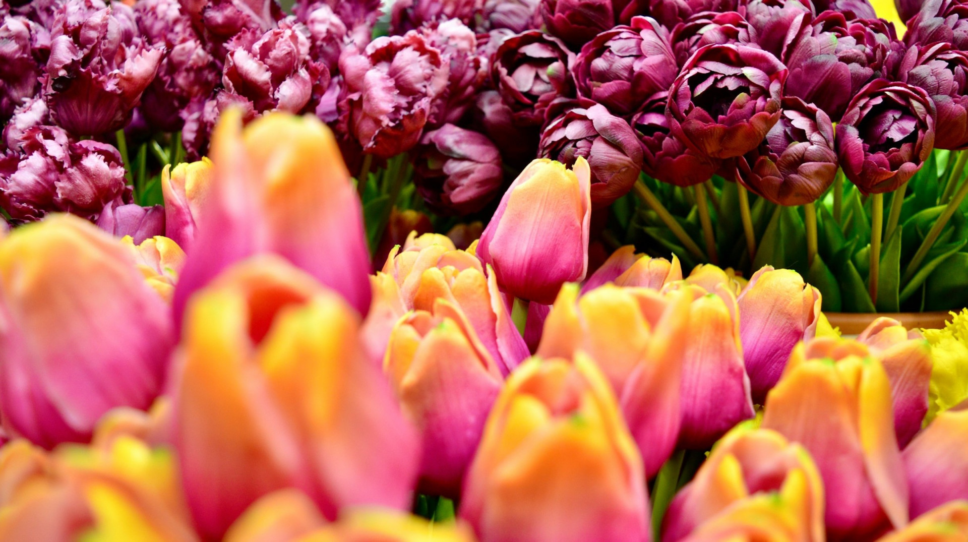 Verse bloemen